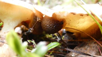 From today's mushroom session. The snail eats Suillus luteus