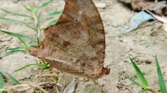 Butterfly videography.