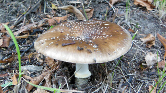 Mushroom surprises in the Silesian Park