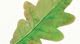 Leaf #3