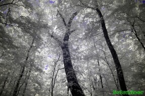 Ultraviolet and Infrared Photography - Tree Canopies at Chattahoochee Bend State Park