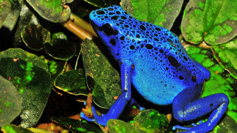 Blue frog
