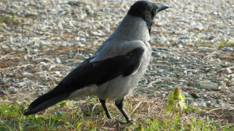 Grey crow. Distrustful, timid but patient
