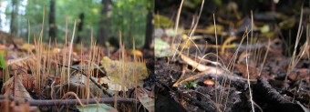 Mushrooms occurring in Europe - Typhula phacorrhiza