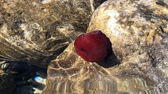 Introducing Actinia Mediterranea, also called Underwater Tomato or Sea Anemone; an impressive carnivorous of the ocean