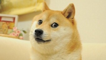 Ren Brings Dogecoin to Ethereum