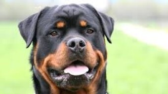 Rottweiler