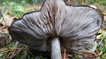 Jurassic inventions Pluteus atromarginatus - a very rare edible mushroom