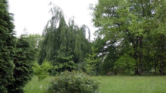 Beautiful, green and warm so I went to the flower exhibition - My Actifit Report Card: May 26 2023