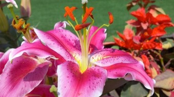 Share your best winter flower photography