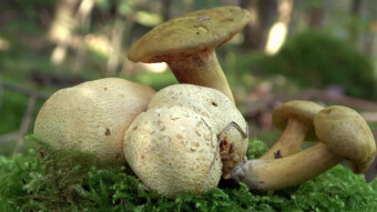 Parasitism occurs throughout nature - Parasitic bolete (Pseudoboletus parasiticus)
