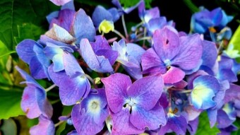 Different flower photography