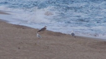 Sardinia landscapes (part. 9 - On the beach when the sky become dark blue)