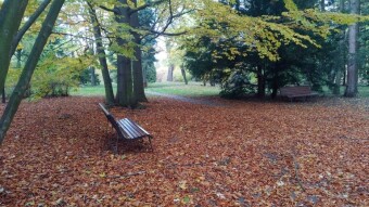An optimistic, very autumnal Tuesday - My Actifit Report Card: October 21, 2025