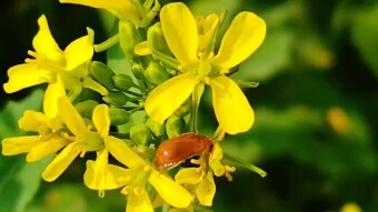 Insect videography of mine