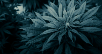 Cannabis was 30 times more effective than aspirin