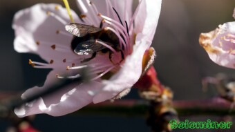 Mason Bees visiting flowers - Macro Photography