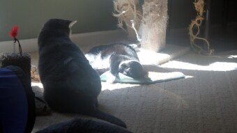 Walter playing with cat nip mat while Tesla is watching