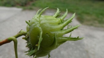 A warm and moist day and interesting edible plant - My Actifit Report Card: August 8 2024