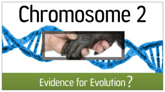 (IJCH) Something To Ponder - The Human Chromosome #2 Controversy (or How creating colored paint made me go, "Hmmm...?")