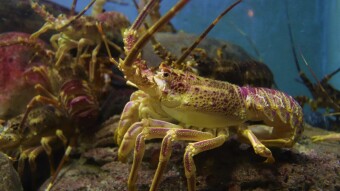 Shilling the Lobsters