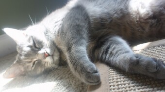 Tesla soaking up the sunlight