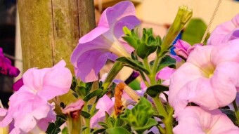 Pituniya Flower photography and videography