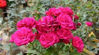 Hazari Rose flower photography.