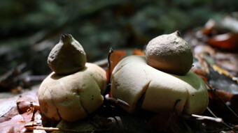 About mushrooms different in a more artistic approach