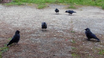 Yesterday crows today jackdaws. I guess they have some fixed changes 😁 - My Actifit Report Card: November 8, 2024