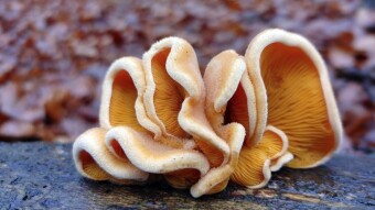 Mock oyster, Orange oyster (Phyllotopsis nidulans) - like a ray of sunshine in a gray forest