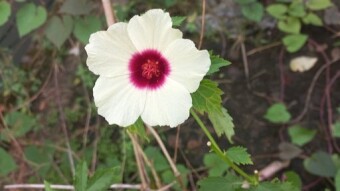 Flower photography.