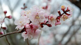The Enchanting Beauty of Ume