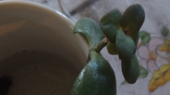 Houseplant Clones