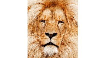 If You Aren't Seeing Brave Ads, Try This.....