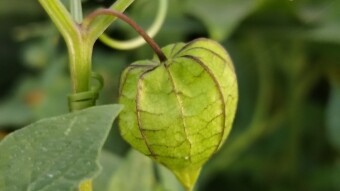 Cutleaf groundcherry photography.