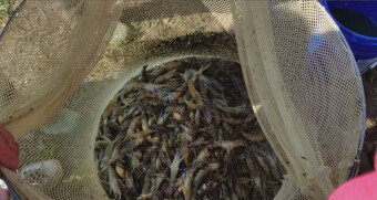 Shrimping Illinois Style