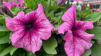 Flower Photography.