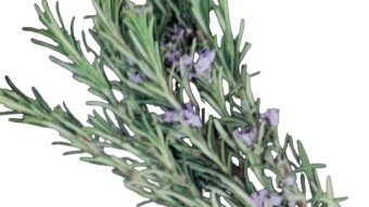 Growing and Using Rosemary: A Guide to the Health Benefits and Culinary Applications