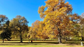 The breakdown of chlorophyll