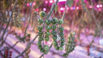 using cryptocurrency in agriculture markets.