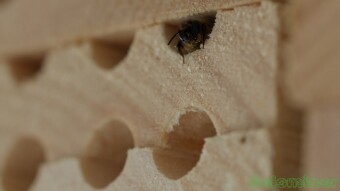 Exploring the bee boards - Macro Photography