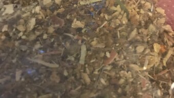 Mellowing Tea for a Summer Evening