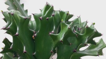 Cactus photography.