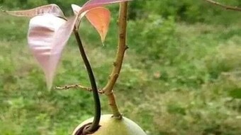 CAN YOU PLANT THIS SEED?