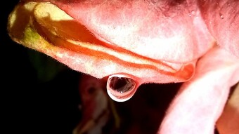 WATER DROPS Photography