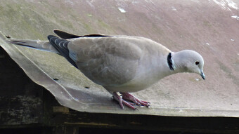 Turkish turtledove - a smaller and calmer variety of pigeons