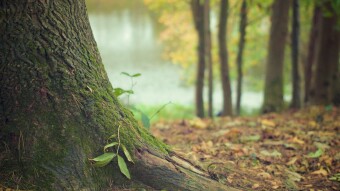Permaculture: Going back to the roots
