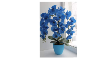 Beautiful Orchids for Your Home!"