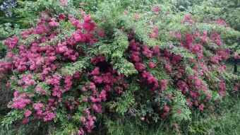 Today, a classic walk in the park and a post-storm inspection - My Actifit Report Card: June 27, 2025